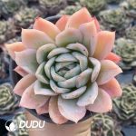 Echeveira Lovesickness