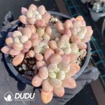Graptopetalum Daphne Cluster