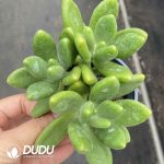 Pachyphytum Mango Milk Cluster