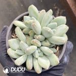 Pachyphytum Tricolor Beauty Cluster