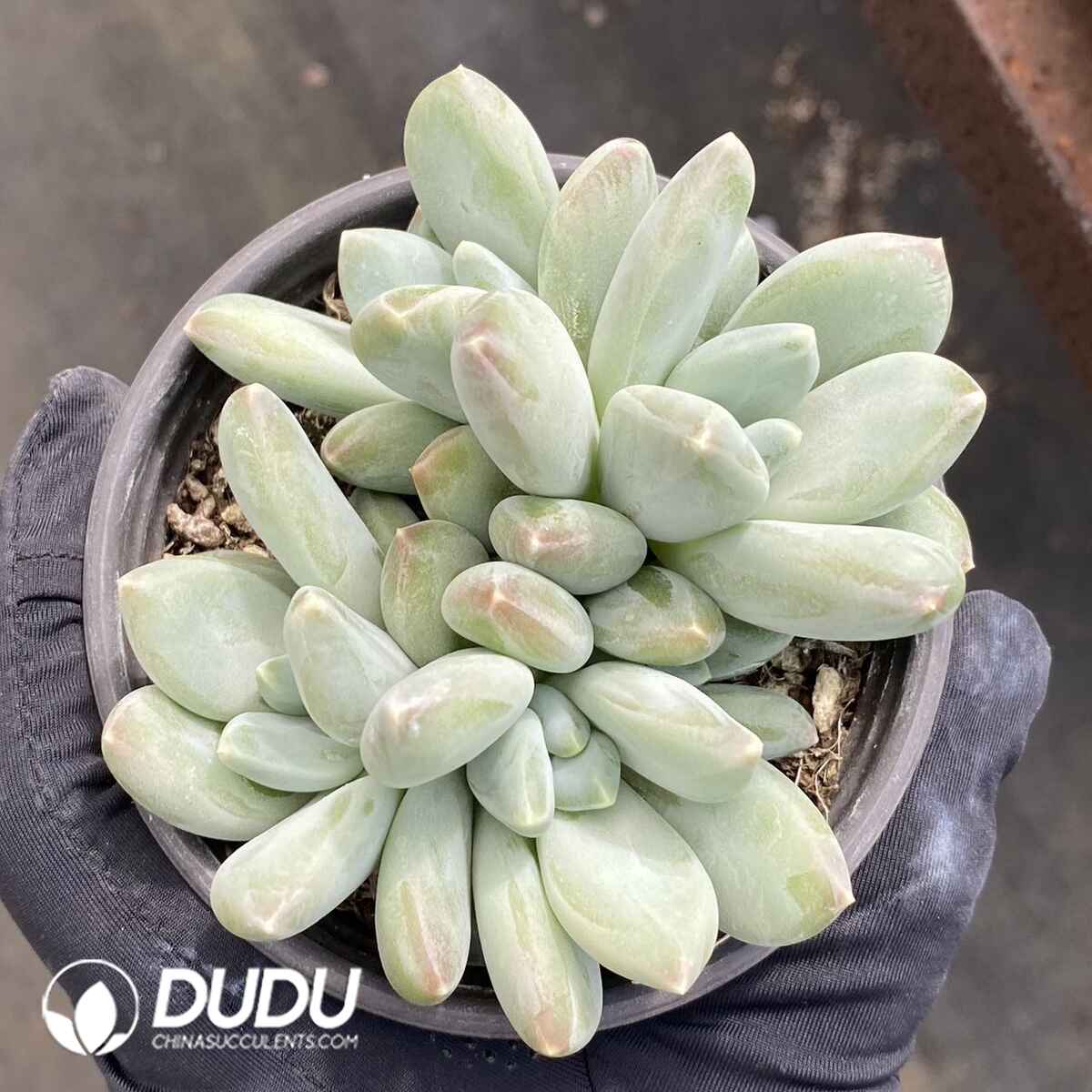 e201-103.jpg Pachyphytum Tricolor Beauty Cluster - Image 1
