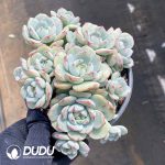 Echeveria Vanilla Clustering