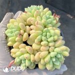 Echeveria Zelda's Princess 5 heads