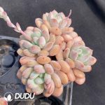 Echeveria Zalda Princess