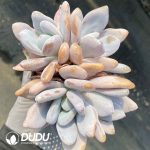 Echeveria Pink Rabbit Clusting