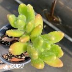 Echeveria Golden Cicada Double Head