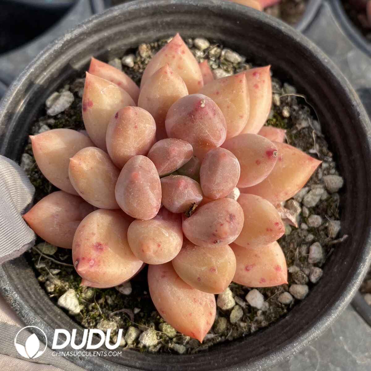 e201-112.jpg Echeveria Goldfish Hime - Image 1