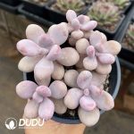 Echeveria Graptopetalum amethystinum 5 Heads