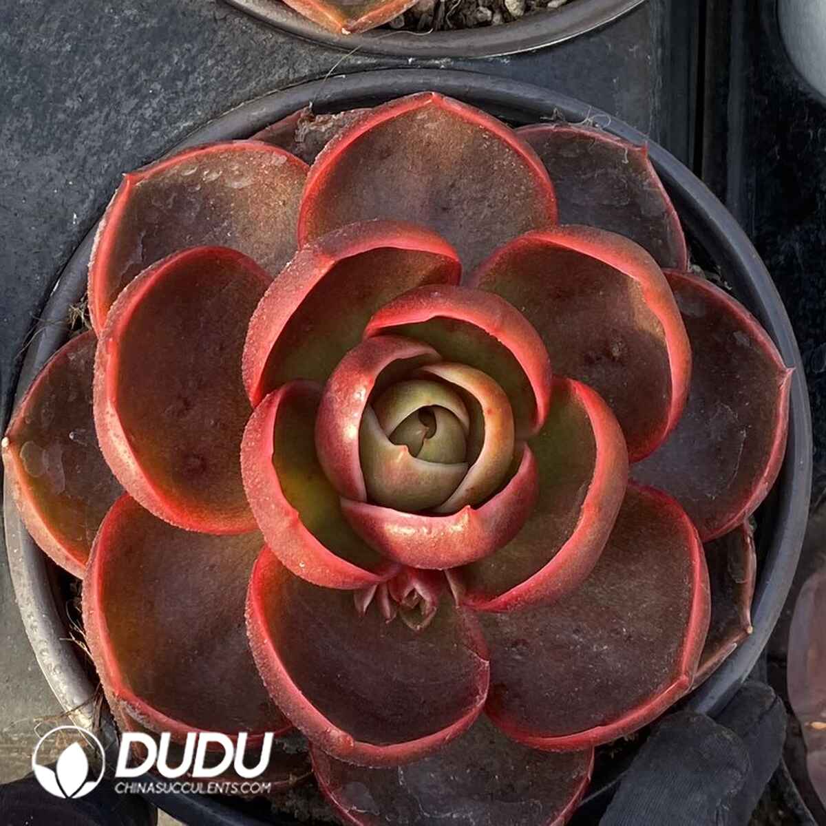 e201-115.jpg Echeveria Red Light - Image 1