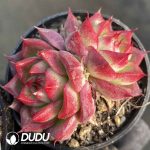 Echeveria Dream Queen