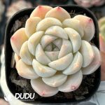 Echeveria Tipsy Bloom