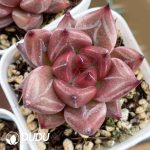 Echeveria Red Soul