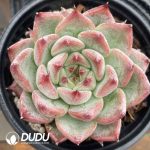 Echeveria Wedding Ring