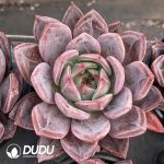 Echeveria Champagne