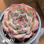 Echeveria Strawberry Almond