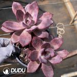 Echeveria Brown Sugar Double Head