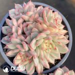 Echeveria Mebina Variegated Clustering
