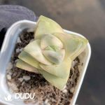 Crassula Moonglow Variegated