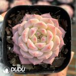Echeveria Dream Barbie