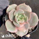 Echeveria Lake Baikal Variegated