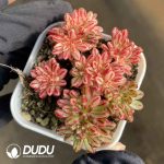 Aeonium Sedifolium Variegated Clustering