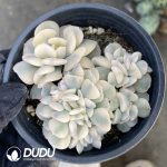 Echeveria Exotic Variegated Cristata