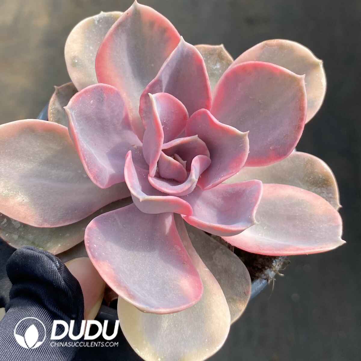 e201-134.jpg Echeveria Rainbow - Image 1