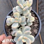 Cotyledon Orbiculata Variegated