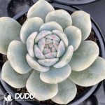 Echeveria Monroe Variegated