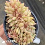 Echeveria Ek Soul Variegated Cristata