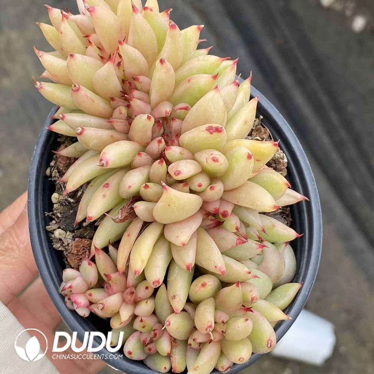 e201-138.jpg Echeveria Ek Soul Variegated Cristata - Image 1