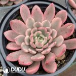 Echeveria Ruby Variegated