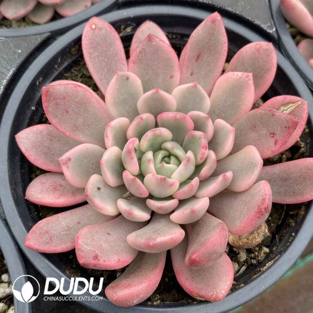 e201-139.jpg Echeveria Ruby Variegated - Image 1