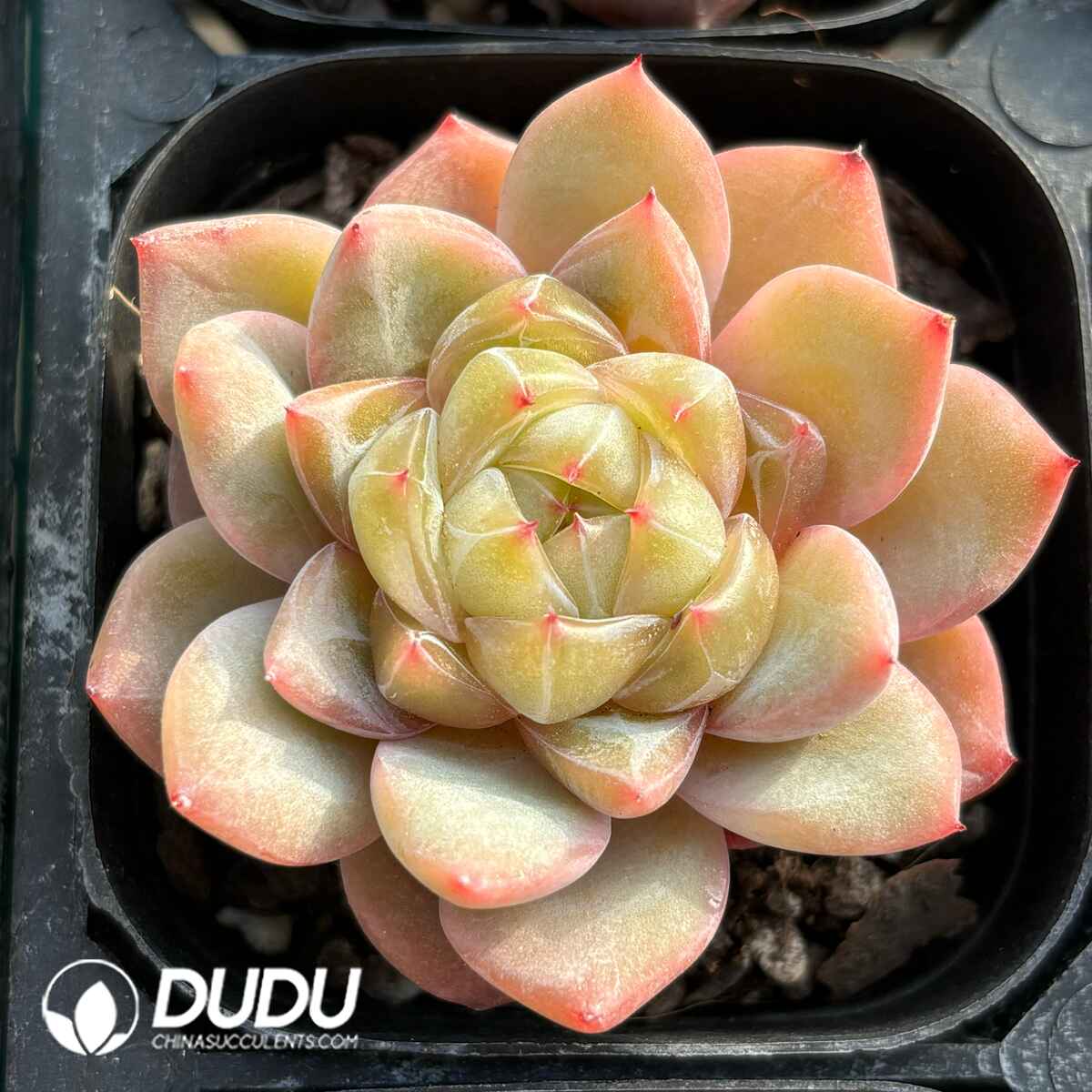 e201-14.jpg Echeveria Ocean Star Green - Image 1