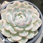 Echeveria Snow Ball Variegated