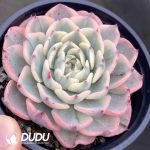 Echeveria Nana Mini Hook Variegated