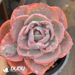 Echeveria Beyonce Variegated