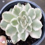Echeveria Purple Butterfly Variegated