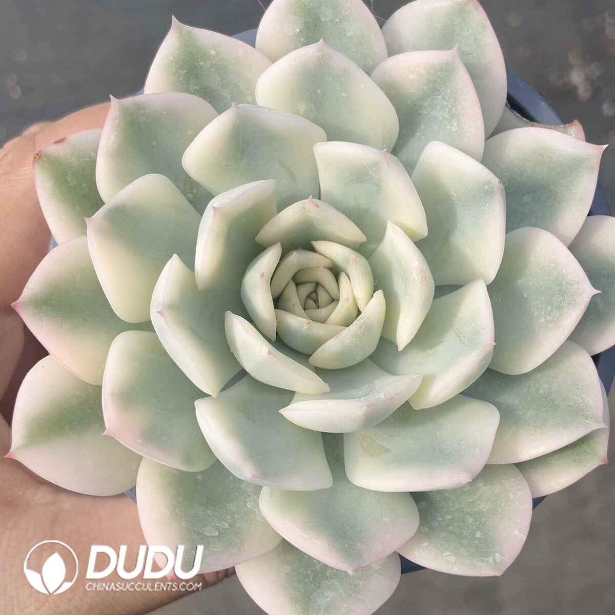 e201-144.jpg Echeveria Moon Fairy Variegated - Image 1