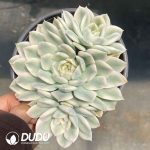 Echeveria Moon Fairy Variegated Clustering