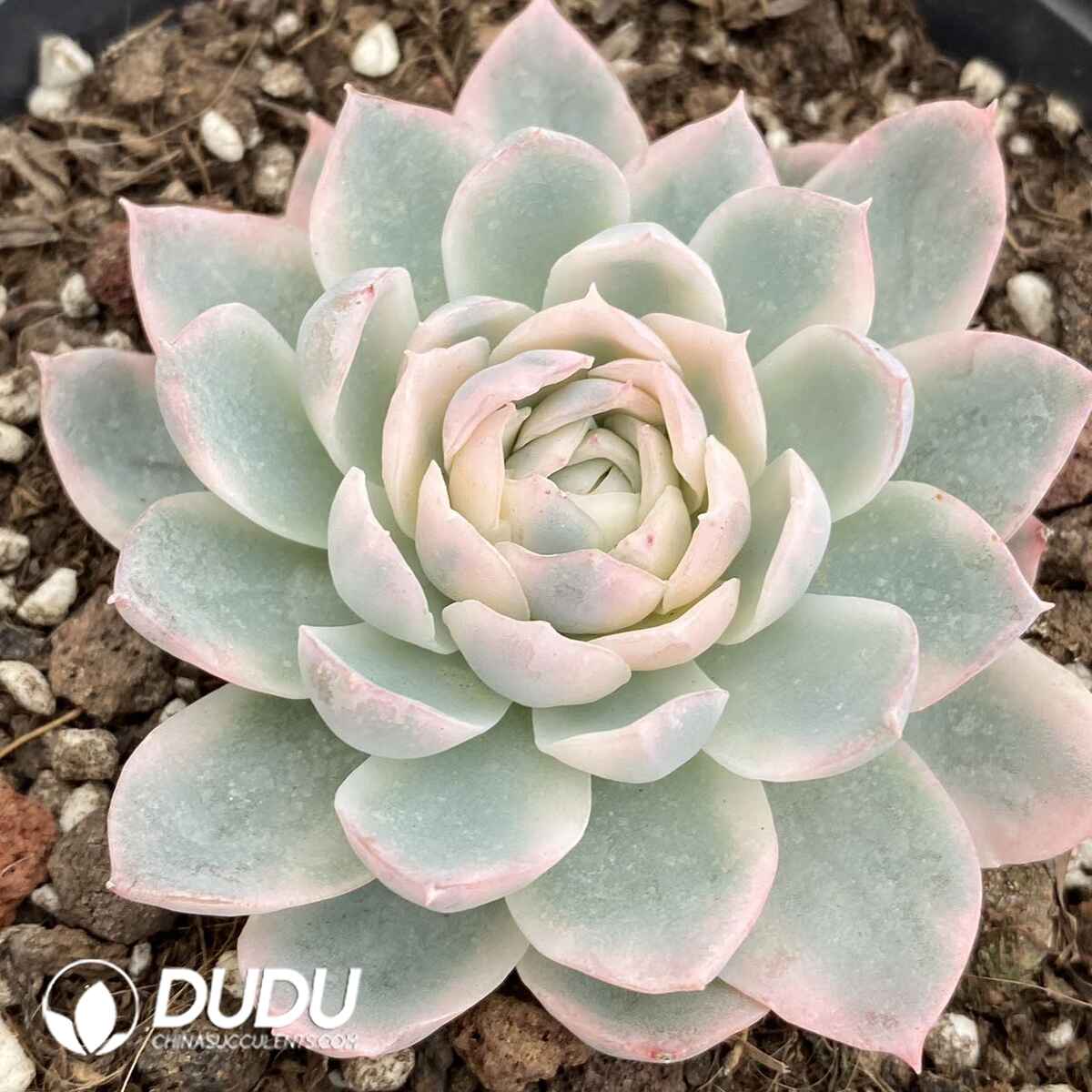 e201-146.jpg Echeveria Violet Variegated - Image 1