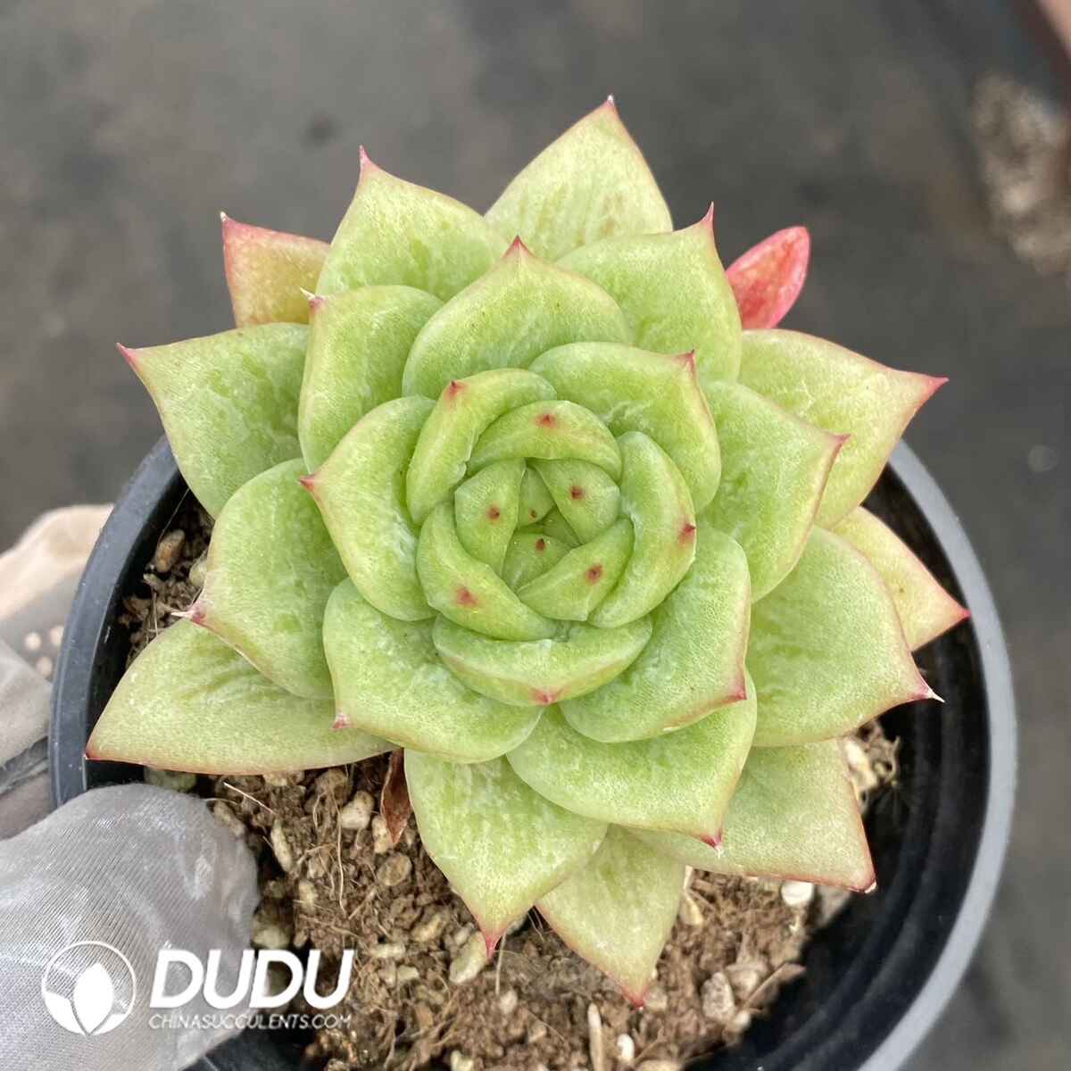 e201-147.jpg Echeveria Rose Maria - Image 1