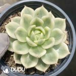 Echeveria Butterfly Variegated