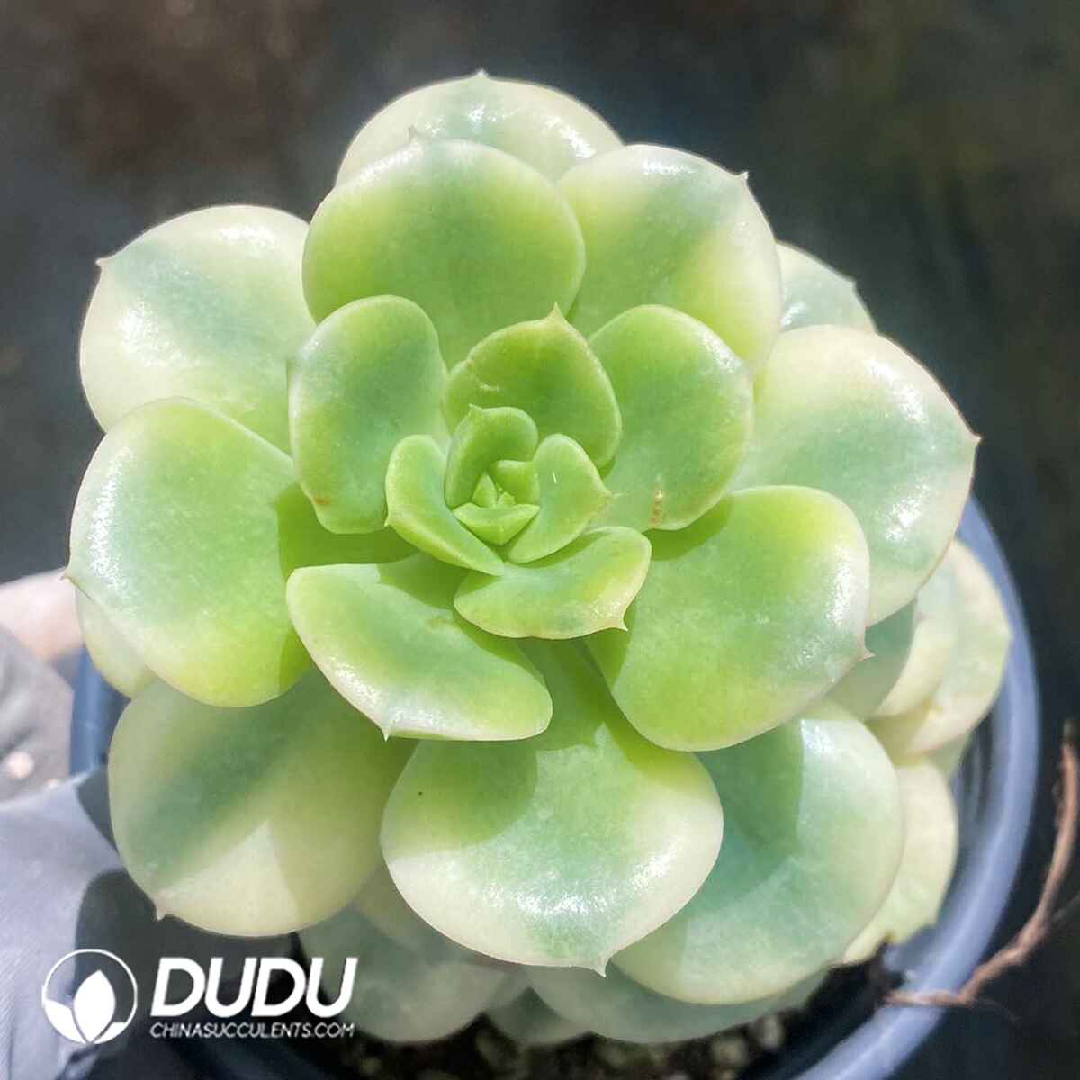 e201-149.jpg Echeveria Nicksana Variegated - Image 1