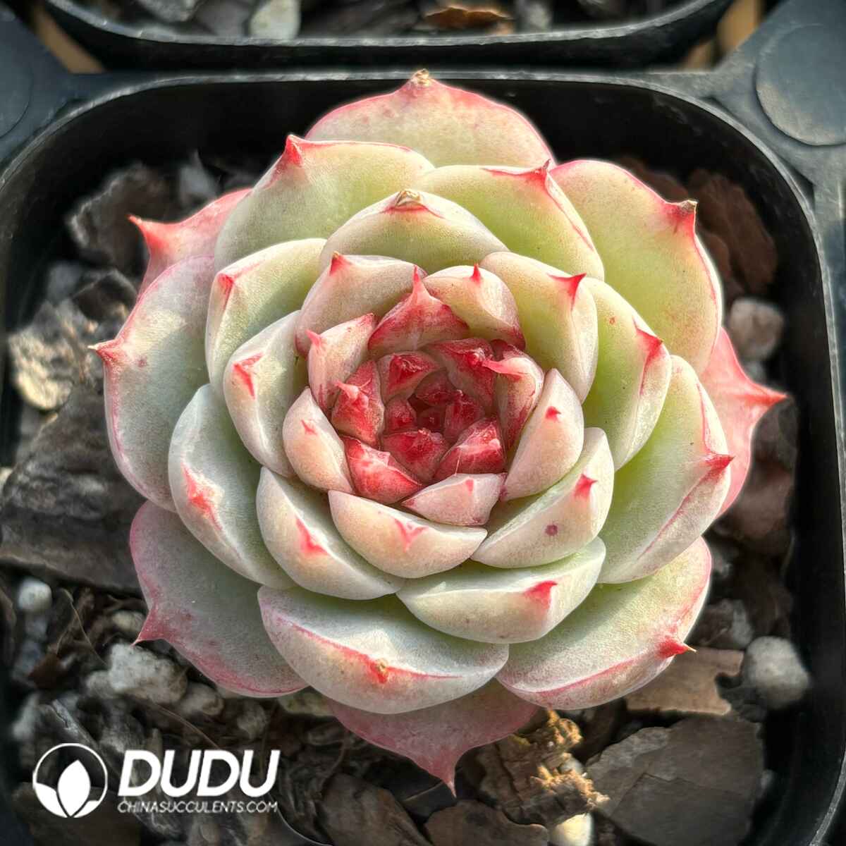 e201-15.jpg Echeveria Sugar Heart Velvet - Image 1