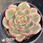 Echeveria Azure