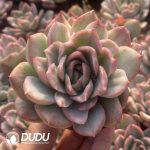 Echeveria Agavoides Floriana Variegated