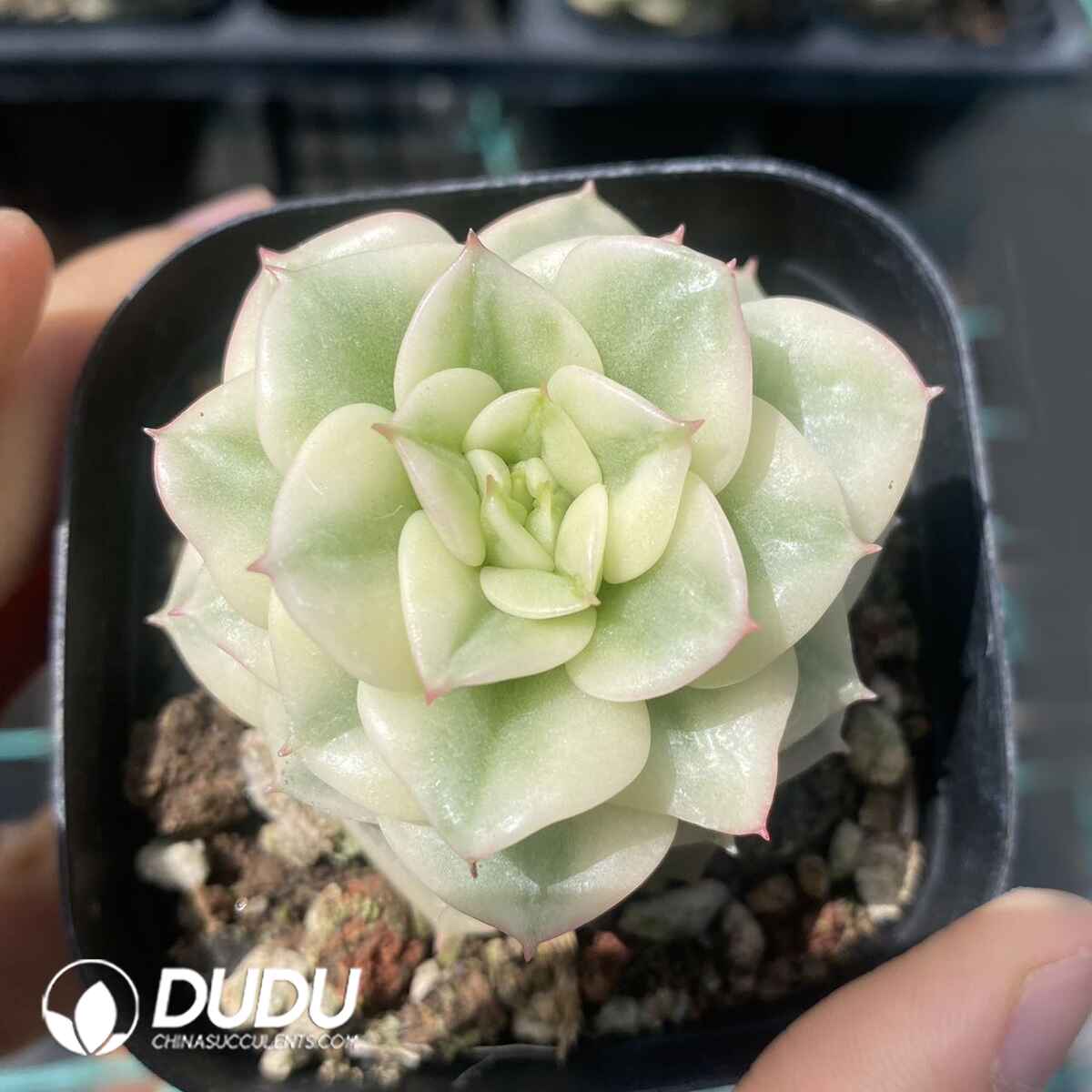 e201-151.jpg Echeveria Rolly - Image 1