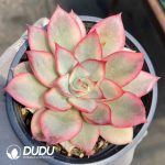 Echeveria Moon Goddess Variegated