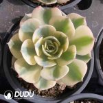 Echeveria Lenore Dean Variegated